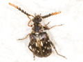 Bruchidius varius